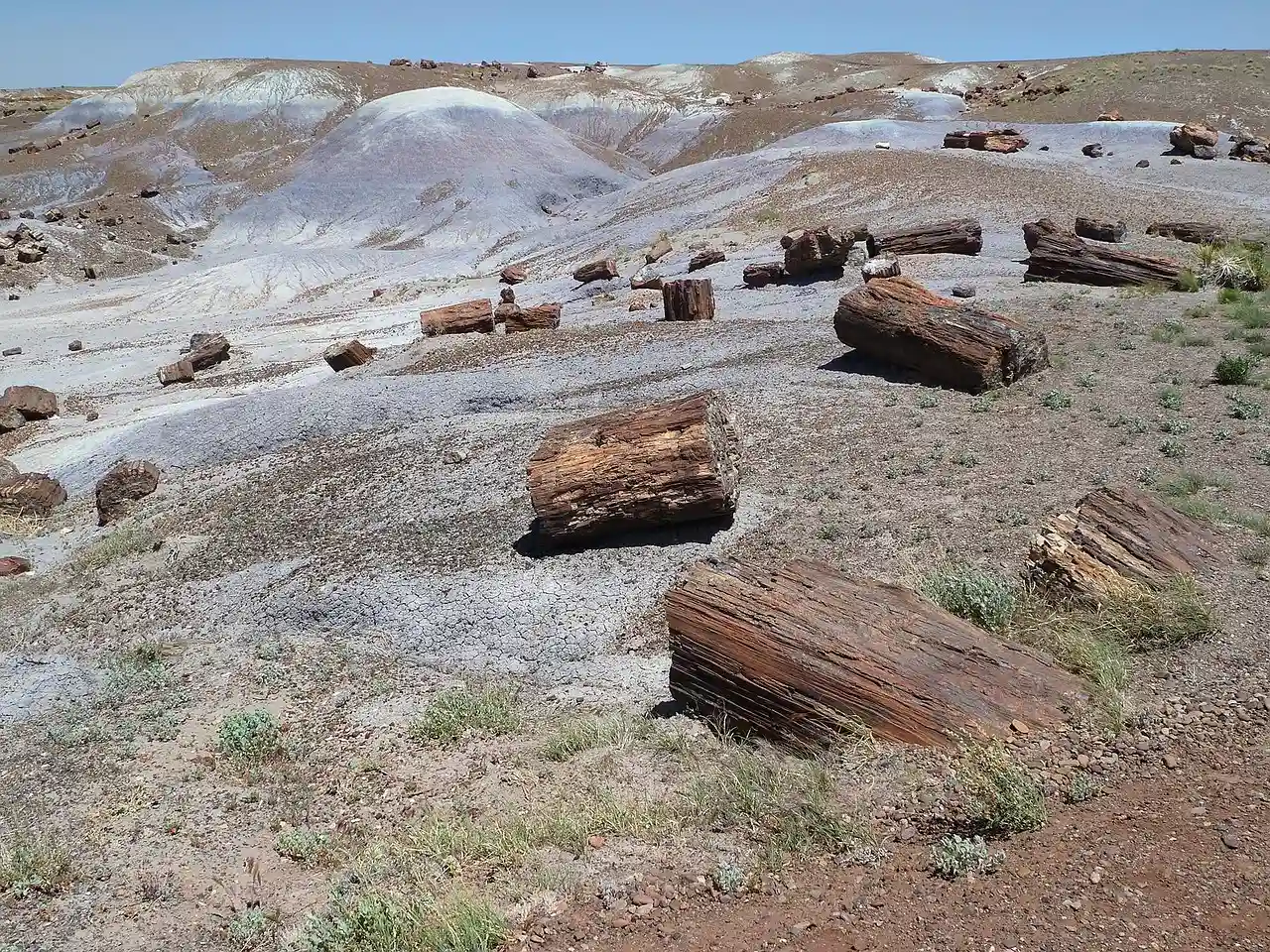 #9 - Petrified Forest National Park, Arizona: No, You Can't Pocket a Souvenir (Image Credits: Pixabay)