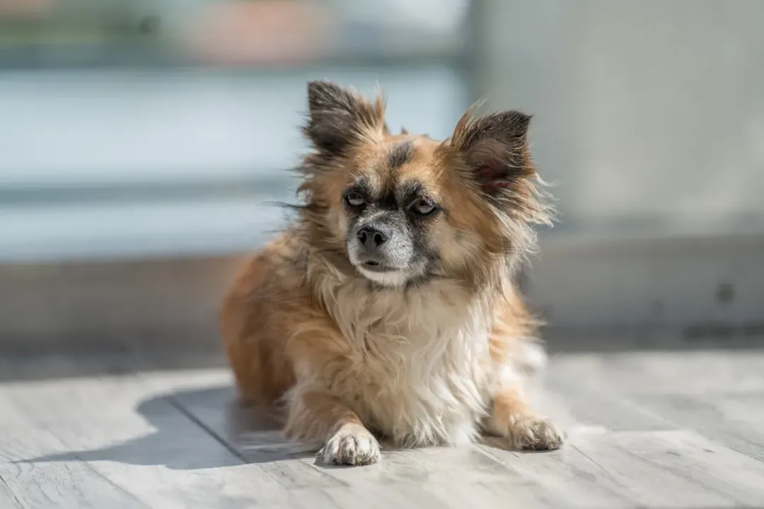 What Makes Small Dogs Live So Long (Image Credits: Unsplash)