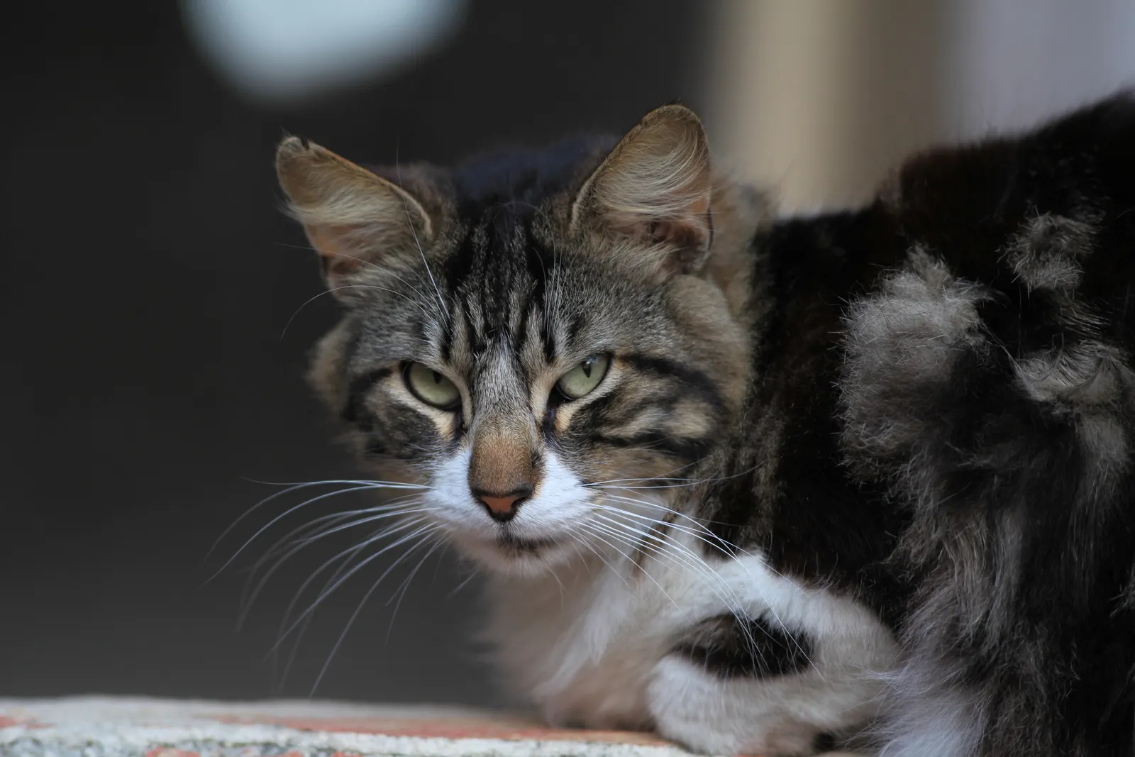 #6 - A New Kind of Silence Where Meows Used to Be (By Frank Vincentz, CC BY-SA 3.0)
