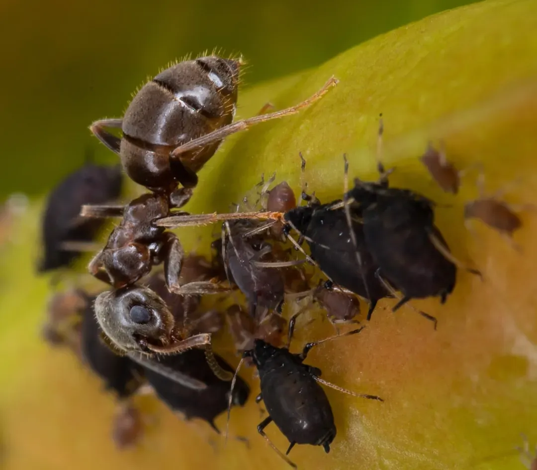 Overripe Fruits: Nature's Candy Bomb (Image Credits: Unsplash)