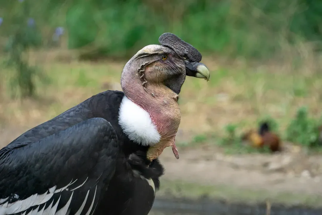 Oregon: The Newest Addition to Condor Territory (Image Credits: Unsplash)
