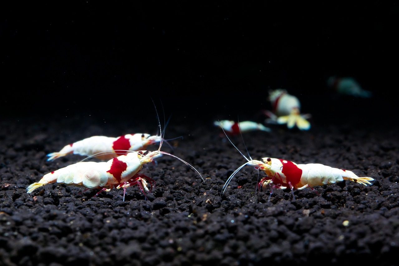 The Native Opossum Shrimp: Living Marsupials of Fresh Water (Image Credits: Pixabay)