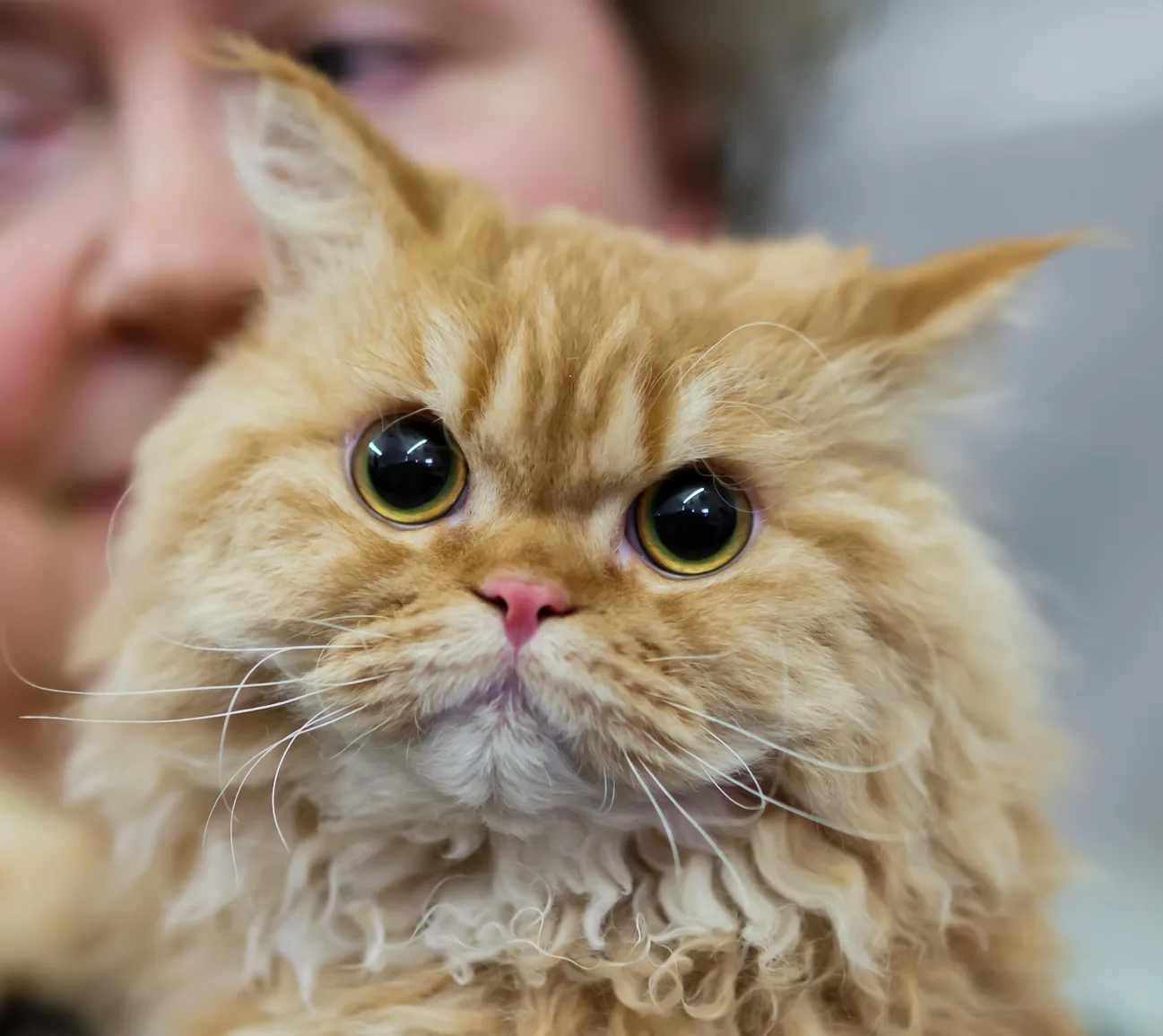 #8 - Selkirk Rex: Curly-Coated Couch Buddy (FINTICAt cat show Helsinki 2013-11-23, CC BY 3.0)