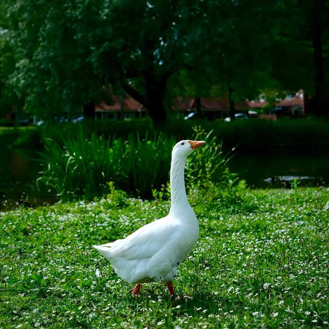#2 Taurus: The Goose (Image Credits: Unsplash)