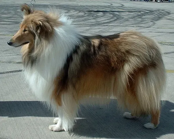 The Collie: Loyalty Through Cooperation and Communication (Image Credits: Wikimedia)