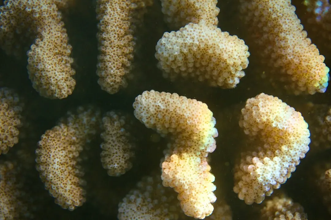 Carnivorous Sponges and Death-Ball Hunters (Image Credits: Unsplash)