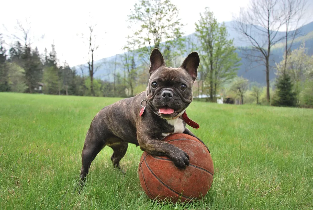 6. French Bulldog (Image Credits: Pixabay)
