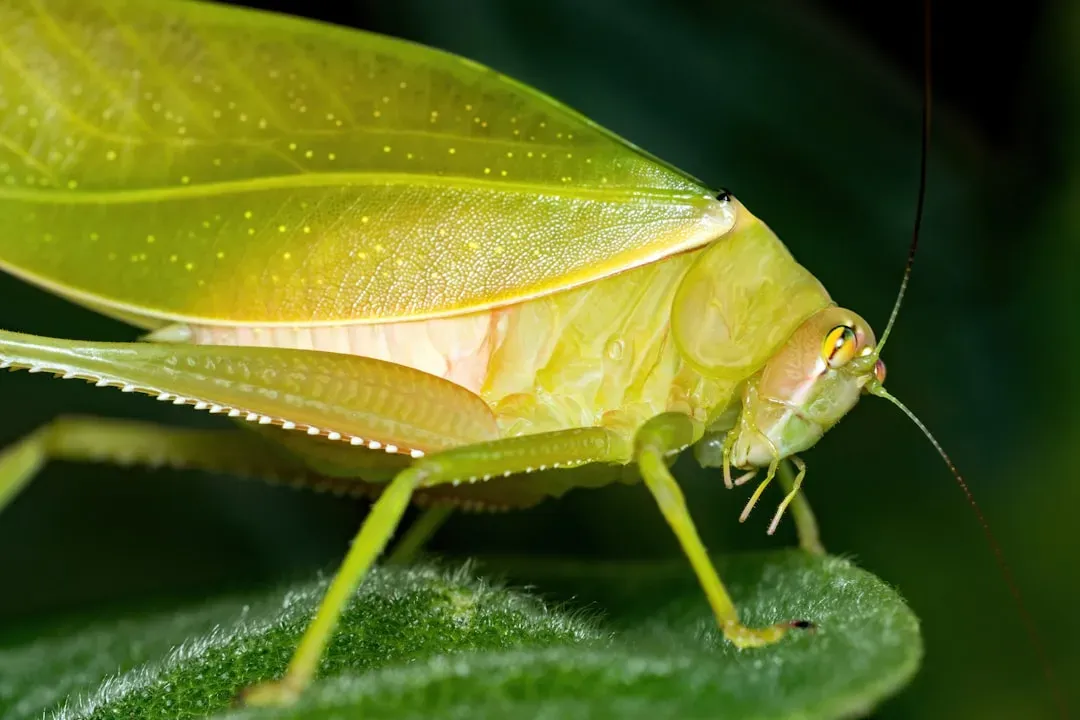The Katydid: The Leaf That Chirps (Image Credits: Unsplash)