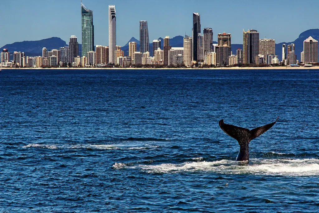 Humpback Whales' Unexpected Detours (Image Credits: Flickr)