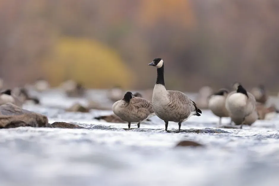 Signals of Larger Environmental Change (Image Credits: Pexels)