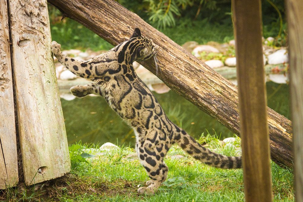 The Clouded Leopard: Secretive Tree Dweller (Image Credits: Flickr)