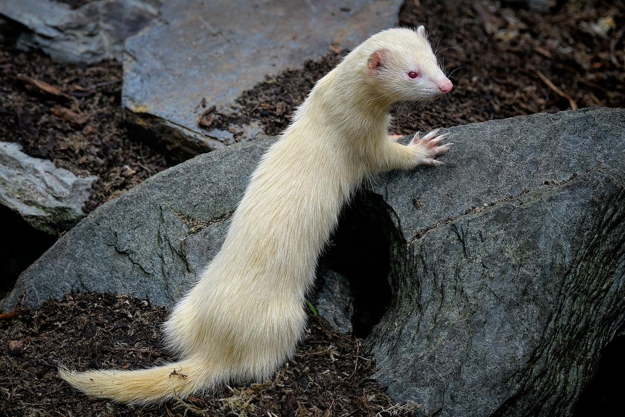 Aries: The High-Energy Ferret (Image Credits: Pixabay)