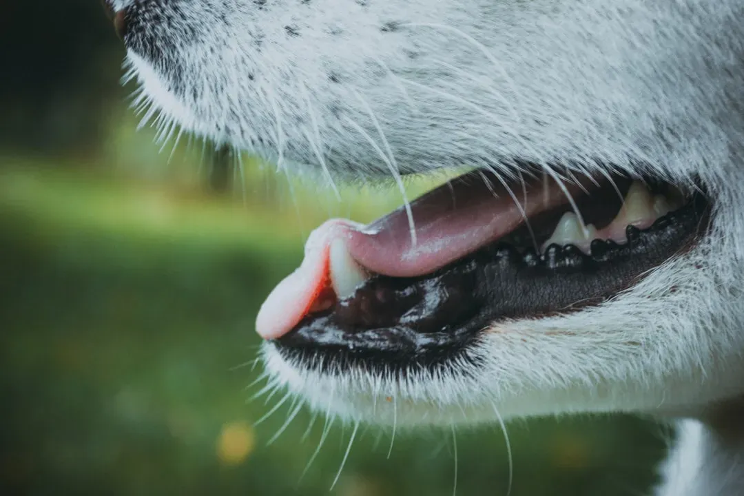 A Dog's Mouth Is Not Cleaner Than a Human's (Image Credits: Unsplash)