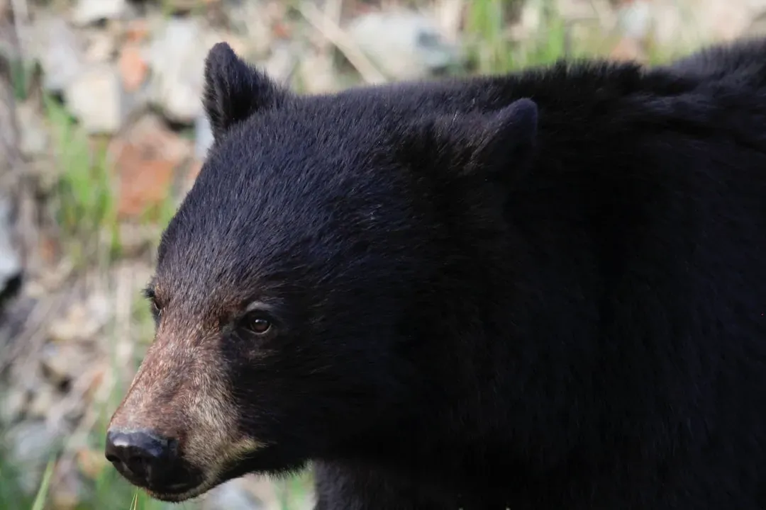 American Black Bear (Image Credits: Unsplash)