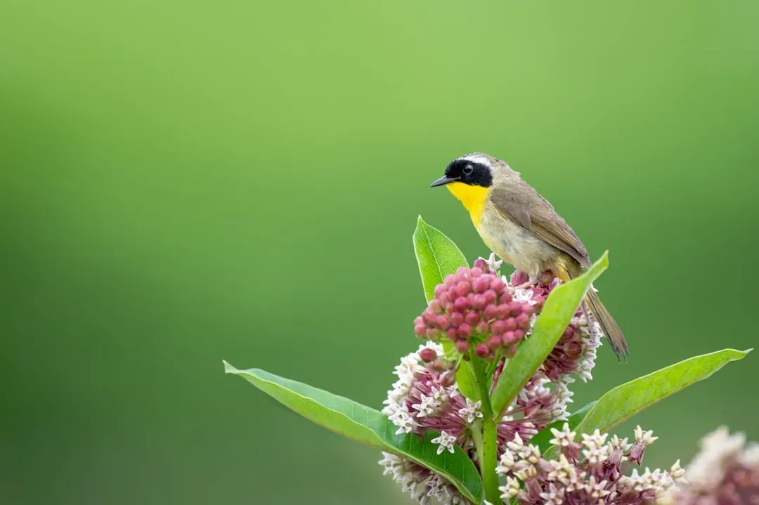 #6 Milkweed (Asclepias spp.) (Image Credits: Unsplash)