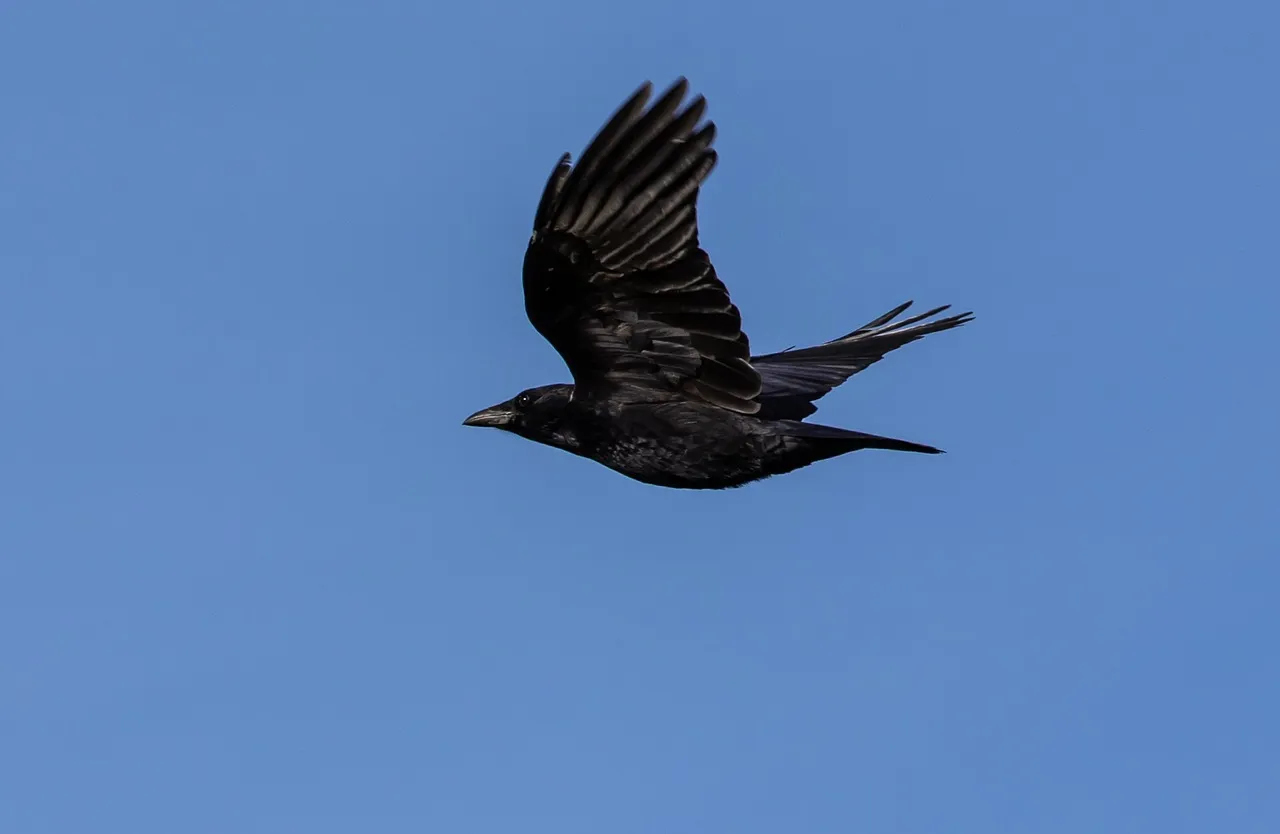 #2 Crows: The Engineers Of The Sky (Image Credits: Pixabay)