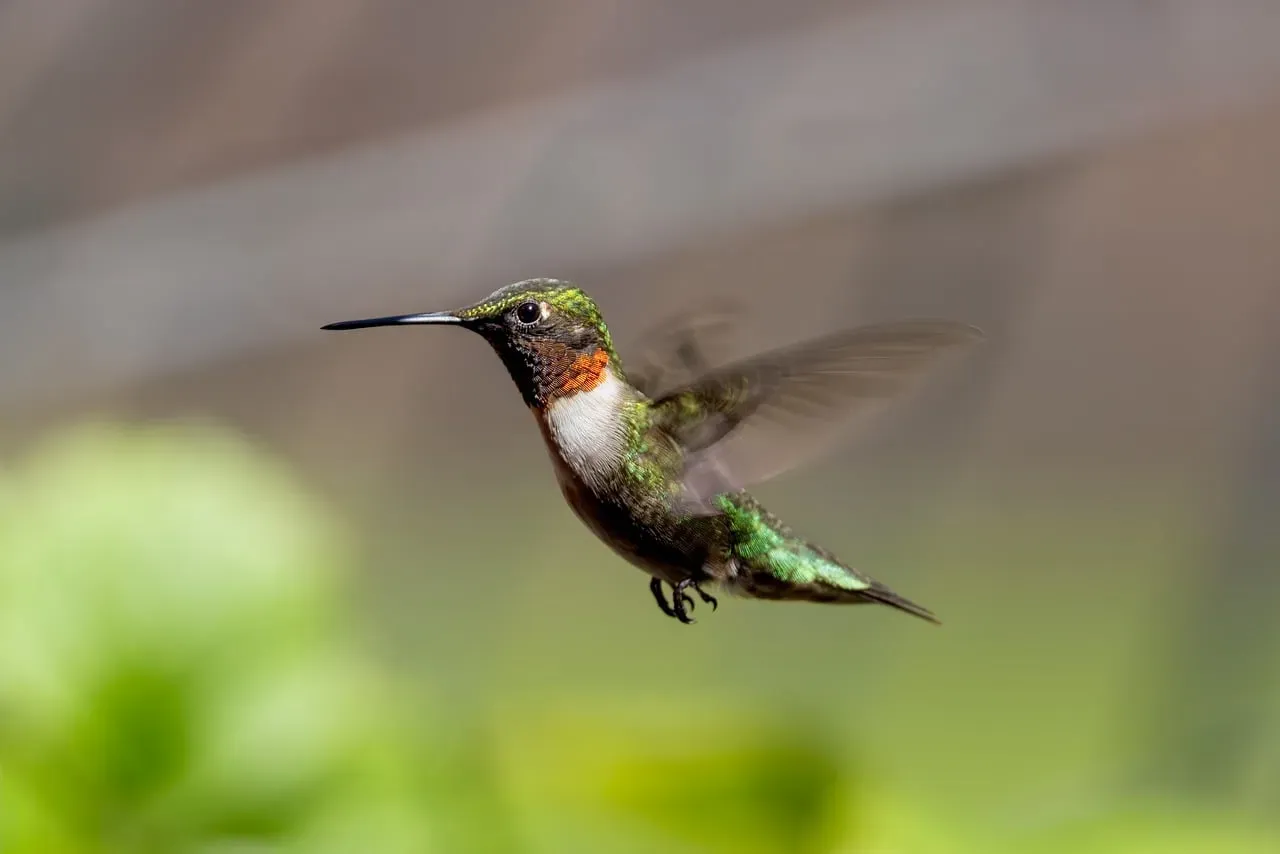 Hummingbirds Hovering Close to Windows (Image Credits: Pixabay)