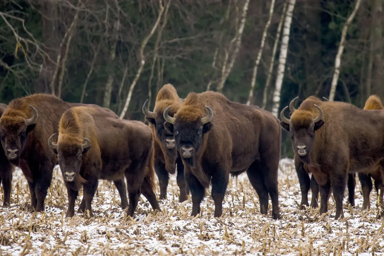 #1 - Other People Are Taking Photos of YOU, Not the Bison (Image Credits: Pixabay)