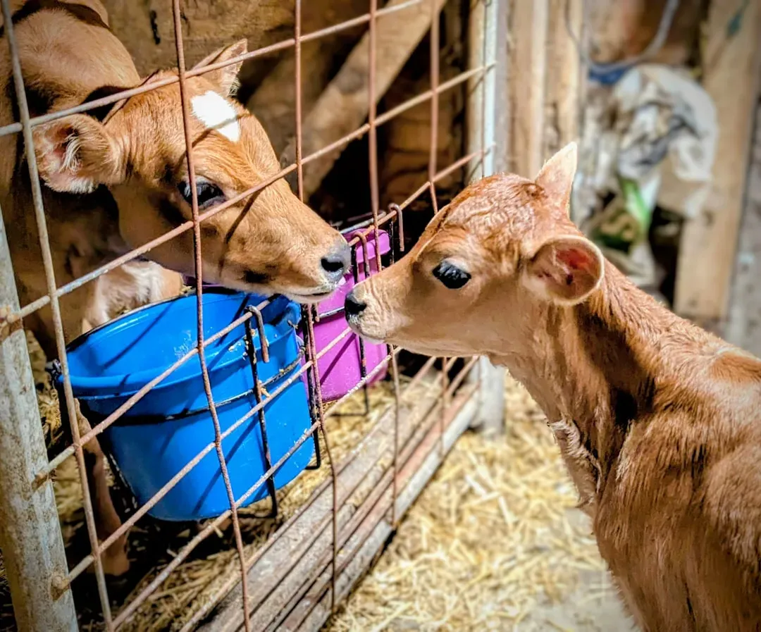8. Cows: Barnyard Prophets (Image Credits: Unsplash)