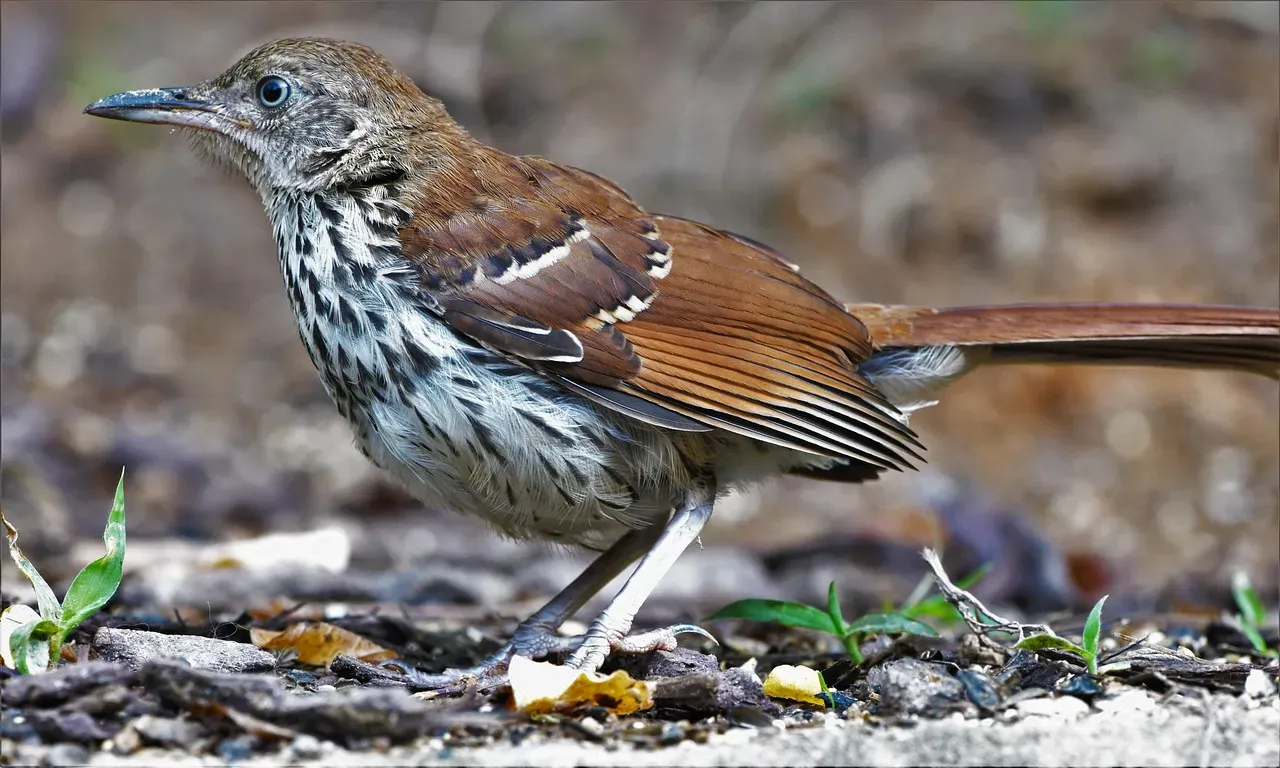 9. The Brown Thrasher (Georgia) - The Neck-Twisting Songbird (Image Credits: Pixabay)