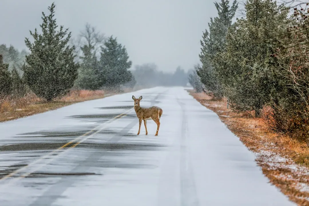 5. White-Tailed Deer (Image Credits: Unsplash)