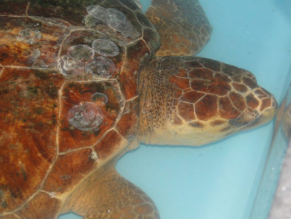 Loggerhead Sea Turtle: Ancient Mariners (Image Credits: Flickr)