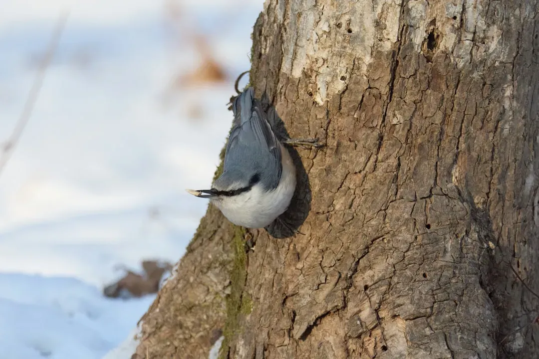 #5: Climbing Down Gives Them a Competitive Foraging Advantage (Image Credits: Unsplash)