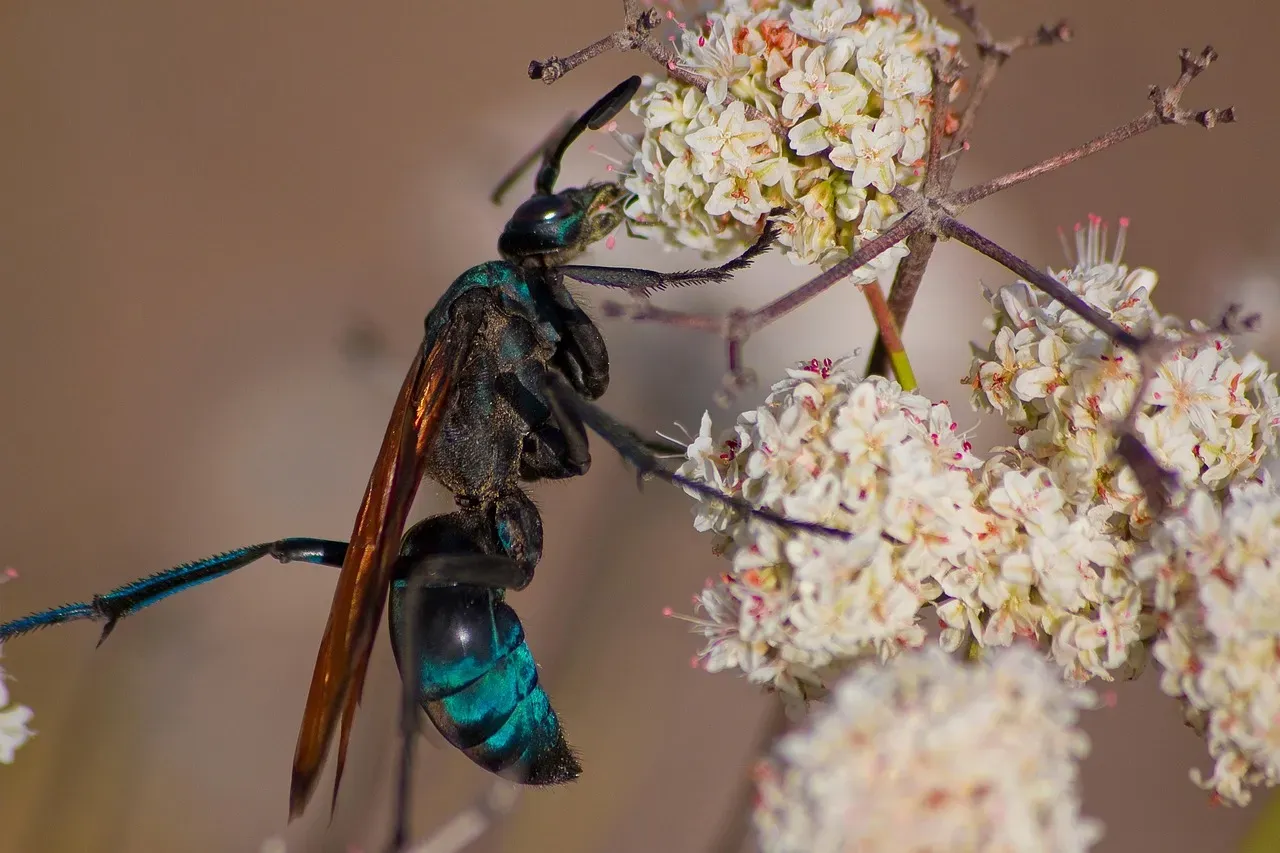 Tarantula Hawk Wasp (Image Credits: Pixabay)