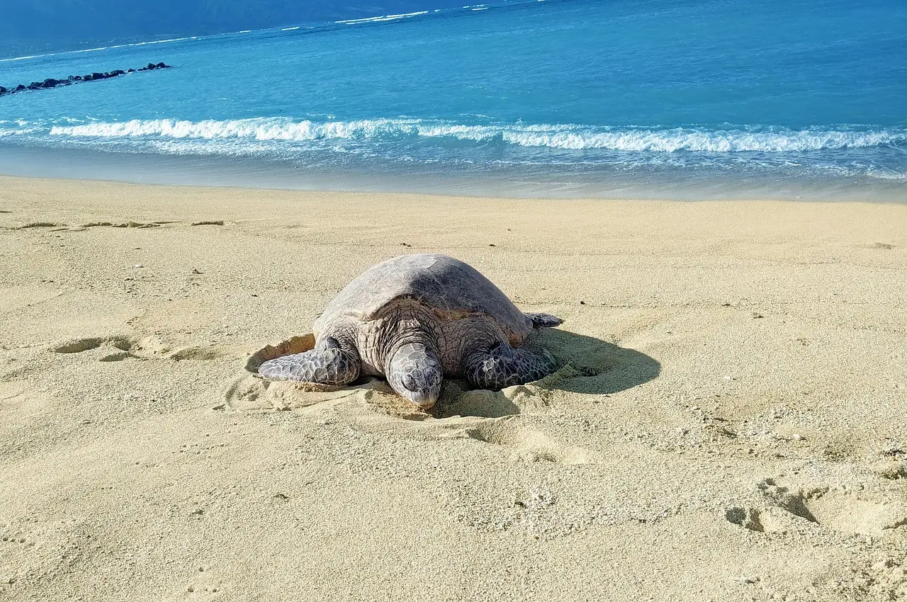 3. The Taste and Smell of Their Natal Beach (Image Credits: Pixabay)