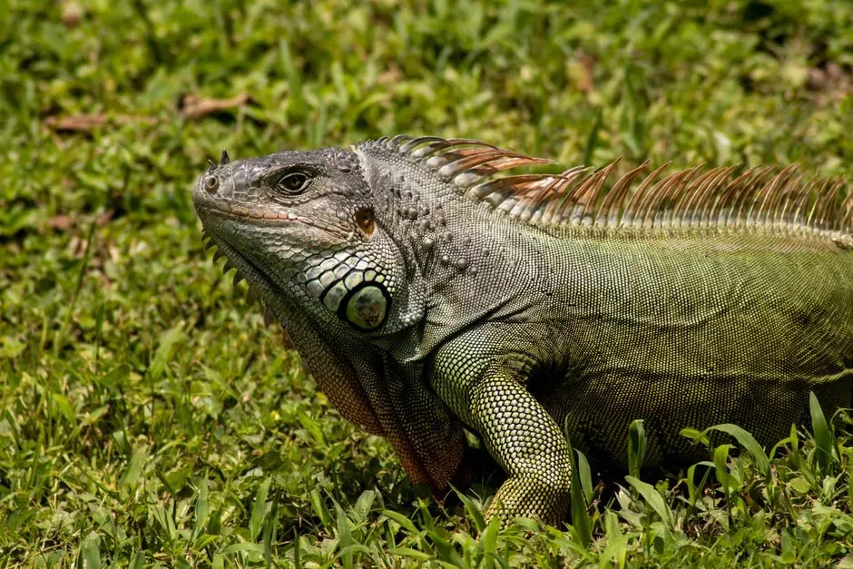 Sagittarius and the Green Iguana (Image Credits: Pexels)