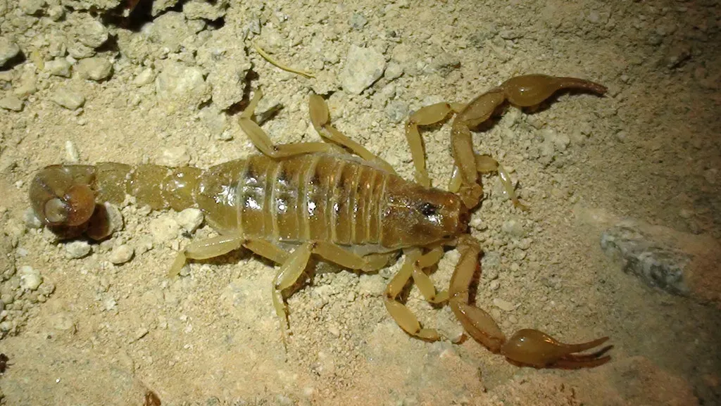1. Arizona Bark Scorpion - The Tiny Terror of the Desert (dnatheist, Flickr, CC BY 2.0)