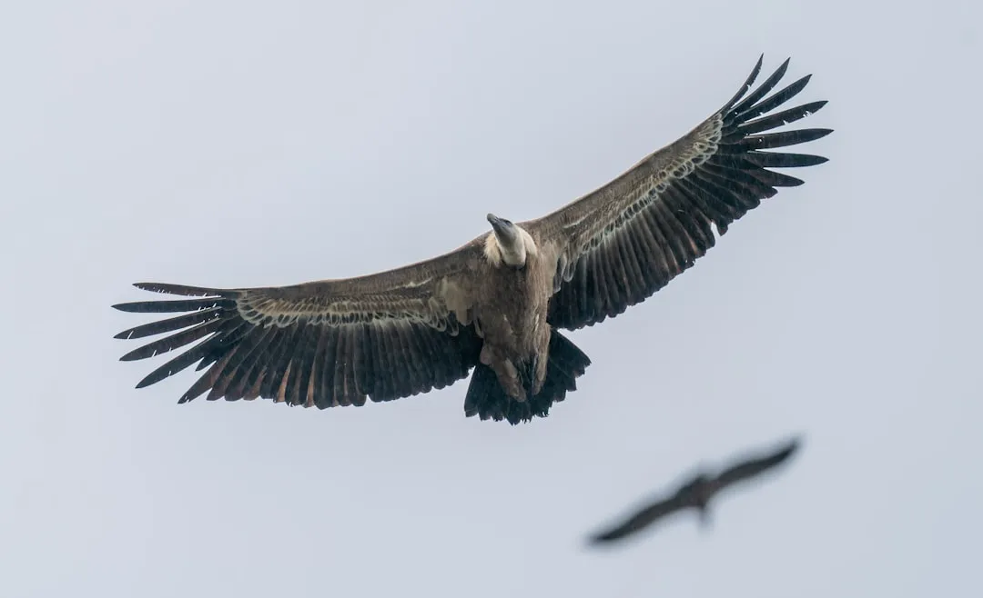 #3 That wide-winged pose has a name and a purpose (Image Credits: Unsplash)