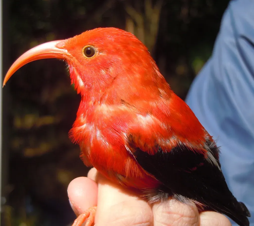 Hawaiian Honeycreeper: Rainbow Jewels of the Pacific (Image Credits: Flickr)