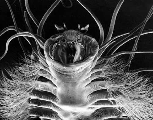 Torquaratoridae: The Drifting Acorn Worms (Source ; Ice Worm Photo courtesy of NASA JPL, Public domain)