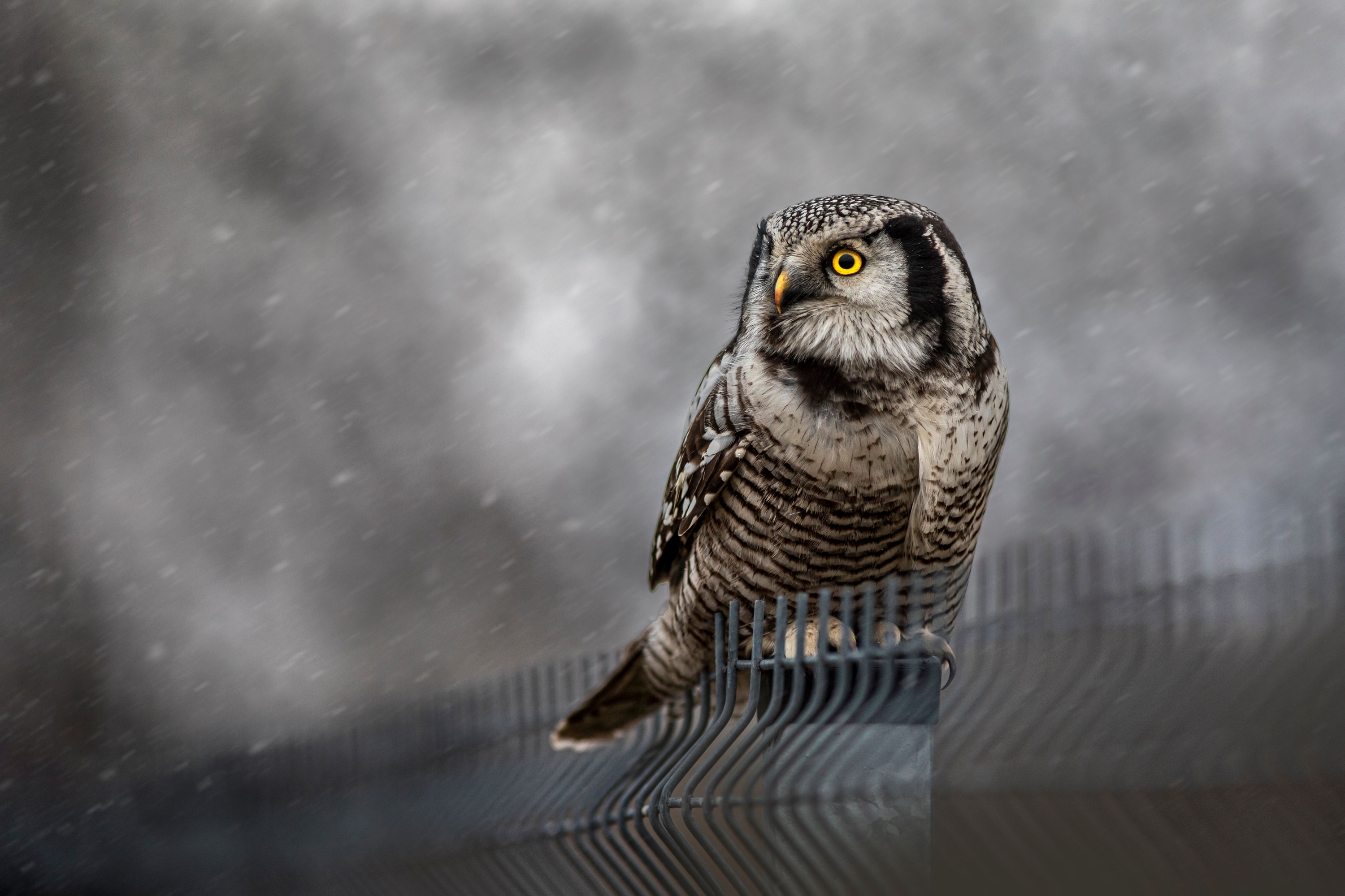 The Zodiac Signs That Owls Avoid Completely (And What Folklore Says It Means About Your Energy)