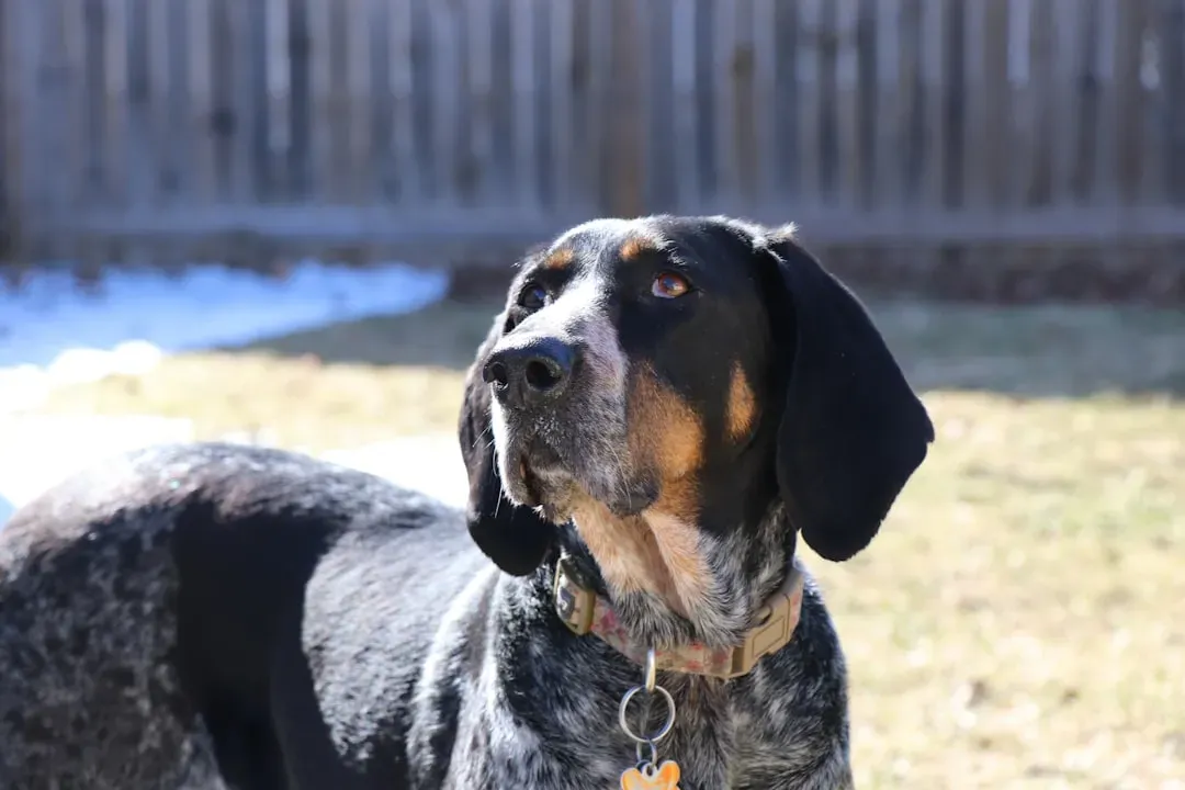 Conclusion: A State That Loves Its Dogs (Image Credits: Unsplash)