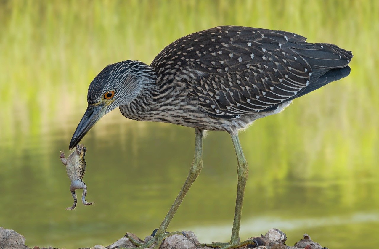 Yellow-crowned Night-Heron (Image Credits: Pixabay)