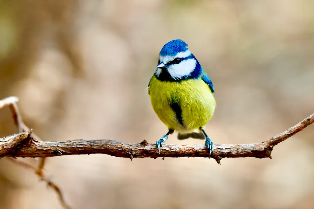 #14 - Blue Tit and Similar Cavity Nesters: Winners - But Only If Timing Stays in Sync (Luiz Lapa, Flickr, CC BY 2.0)
