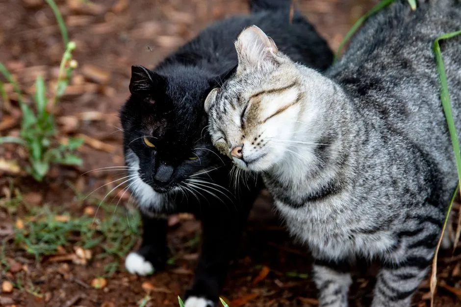 Reading The Mood: When A Head Press Is Sweet (And When It&rsquo;s A Warning Sign) (Image Credits: Pexels)