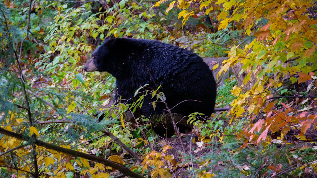 Vermont: Small State, Massive Bear Surge (Image Credits: Unsplash)
