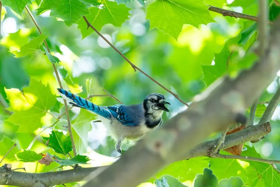 How This Affects Your Local Bird Community (Image Credits: Pexels)