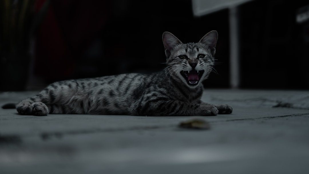 Korat Cats (Image Credits: Unsplash)