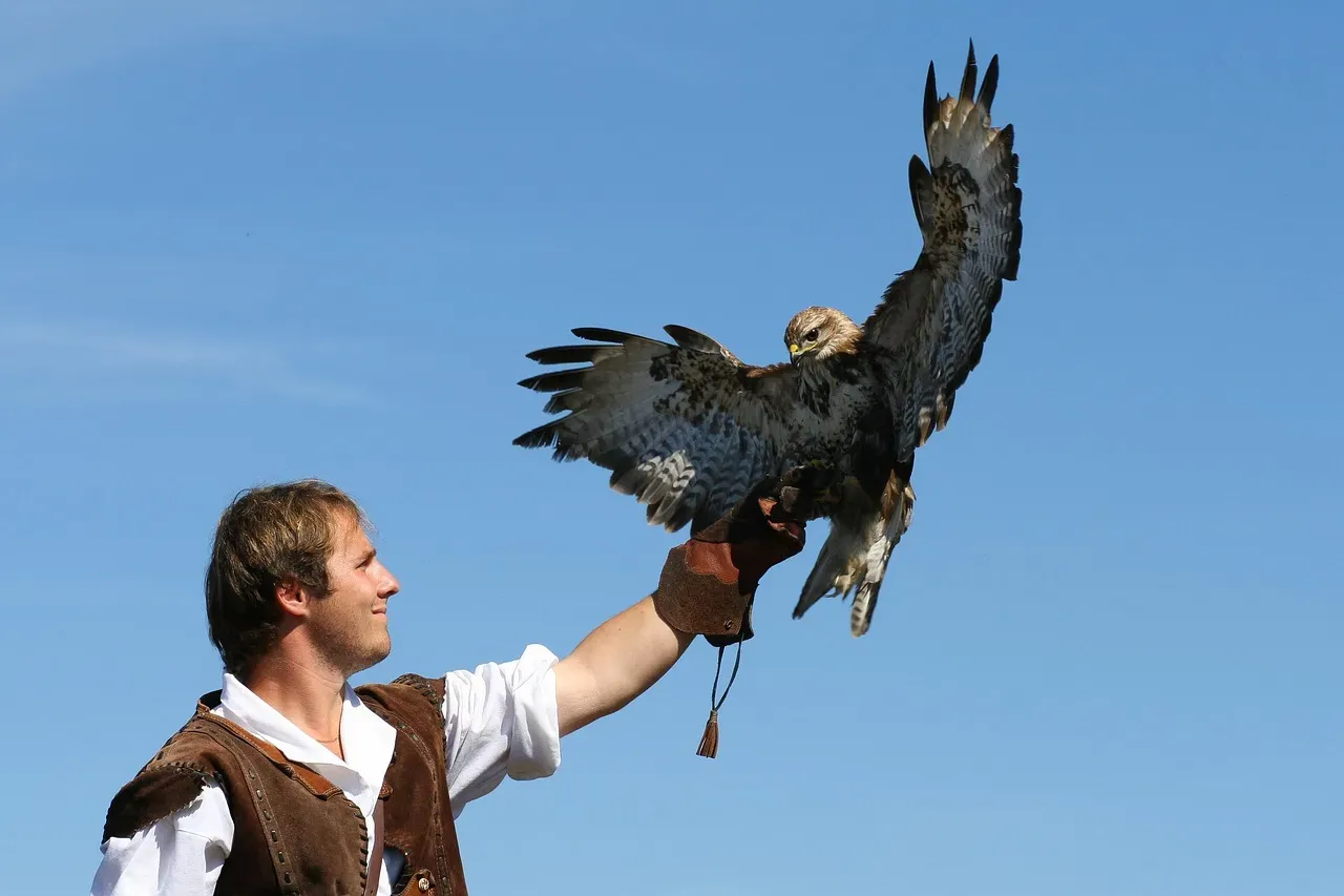 You'll Need to Become a Licensed Falconer First (Image Credits: Pixabay)