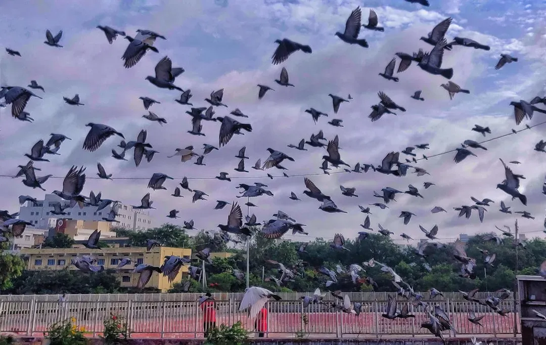 3. Panama City, Panama: Six Million Birds Overhead (Image Credits: Unsplash)