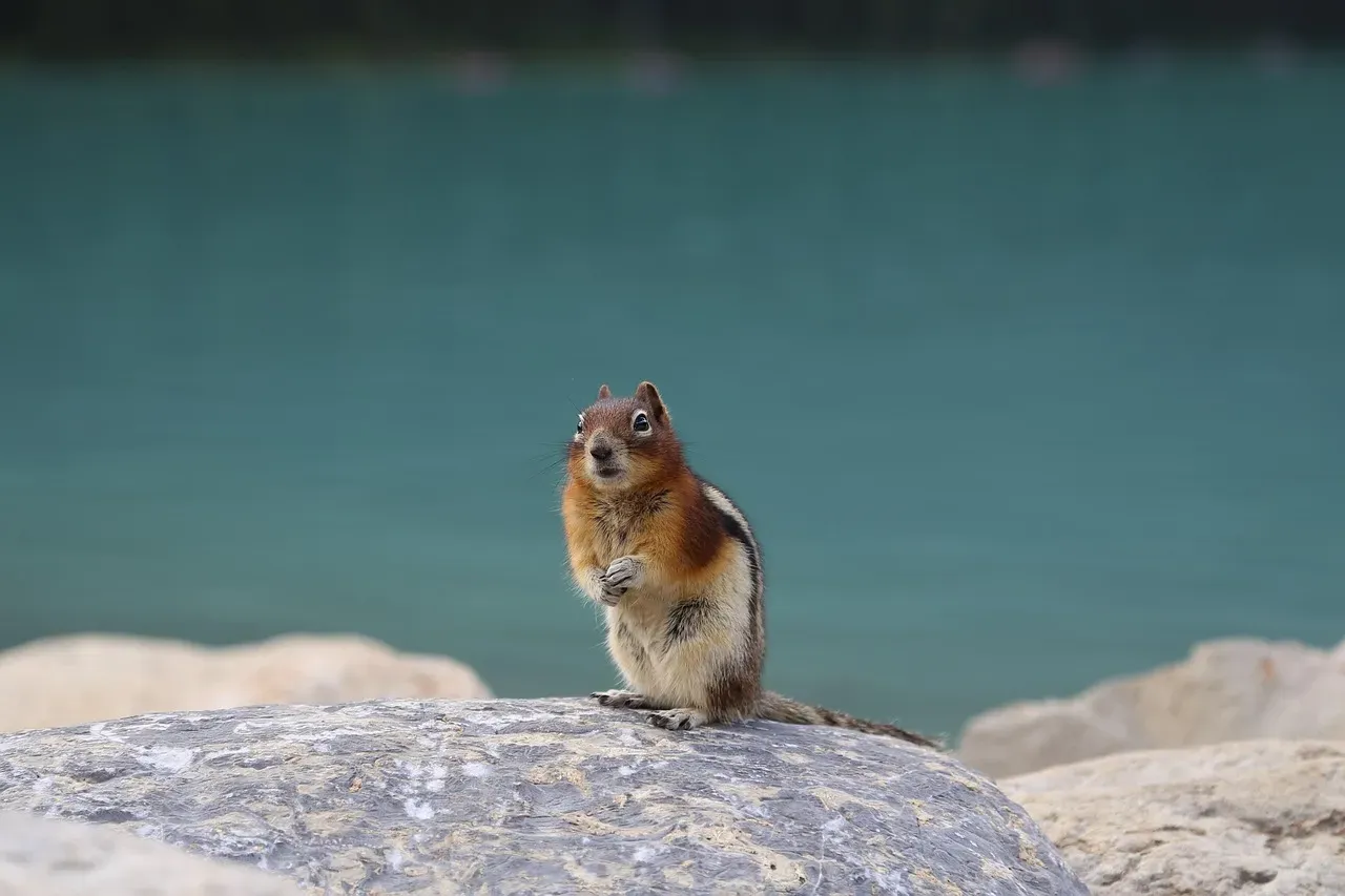 Can a Squirrel Actually Remember Your Face? (Image Credits: Pixabay)