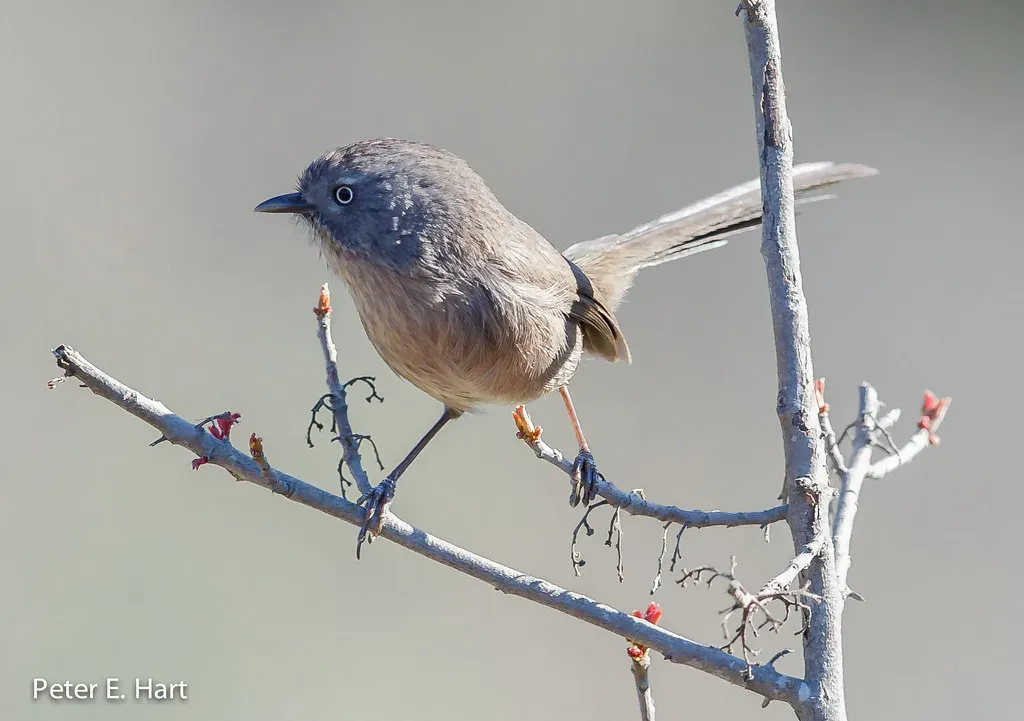 6. Wrentit (PEHart, Flickr, CC BY-SA 2.0)