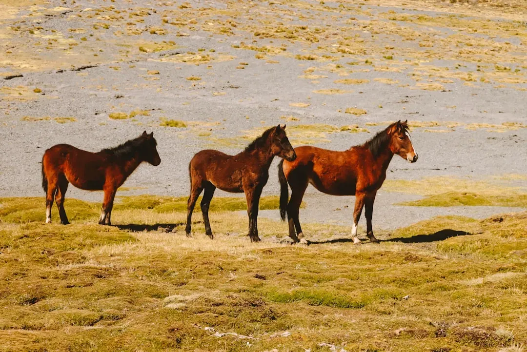 Montana: Mountain Lions, Mustangs, and Big Sky Country (Image Credits: Unsplash)
