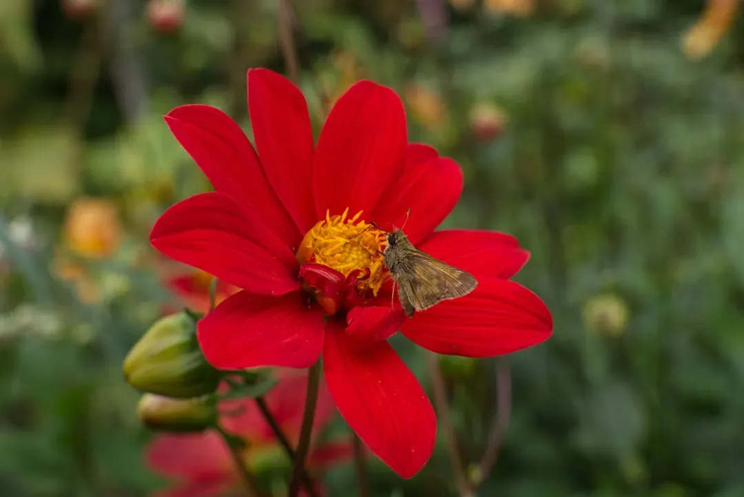 Step 2: Plant a Variety of Nectar-Rich Flowers (Image Credits: Unsplash)