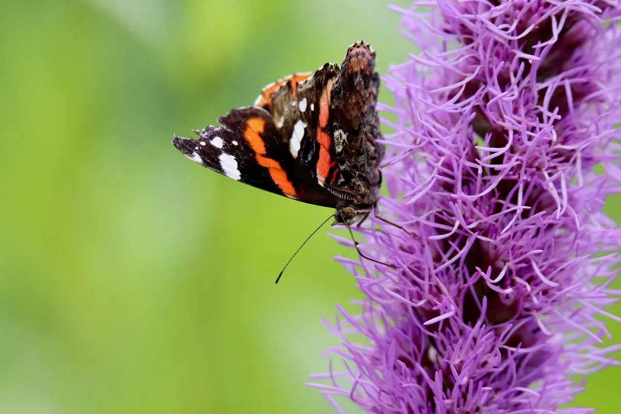 #7 Blazing Star / Liatris (Liatris spicata) (Image Credits: Pixabay)