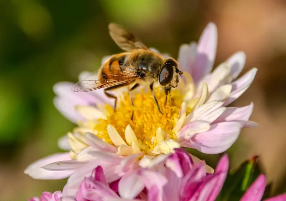 Pollinators: Far More Diverse Than You Think (Image Credits: Pexels)